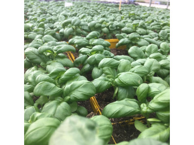 Basilic à grandes feuilles en pot : basilic en pot - Aromatiques