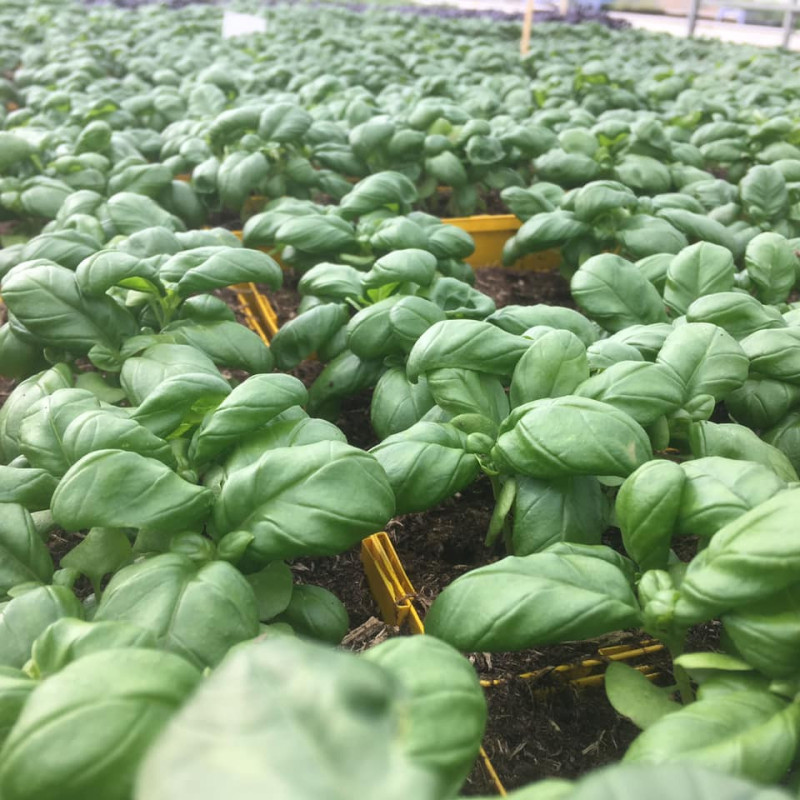 Basilic à grandes feuilles en pot : basilic en pot - Aromatiques