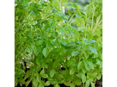 Basilic Grec en colonne Basilic Grec en colonne