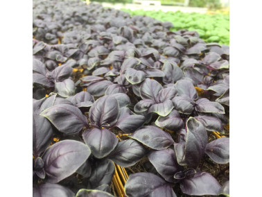 Basilic Lucie pourpre Basilic Lucie pourpre