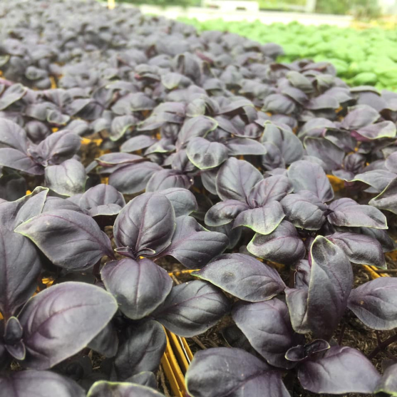 Basilic Lucie pourpre Basilic Lucie pourpre