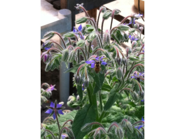 Plant de bourrache en fleur