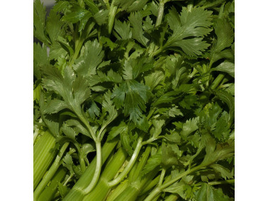 branches de céleri vivace