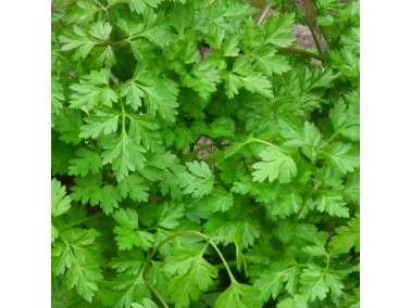Cerfeuil aromatique