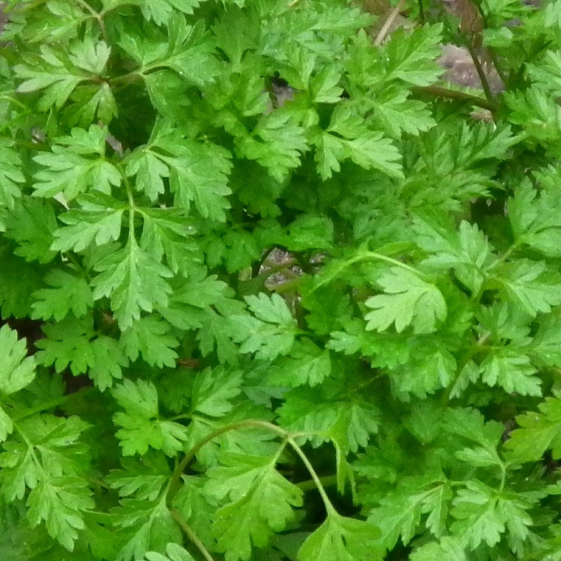 Cerfeuil aromatique