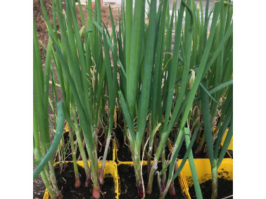 Ciboule rouge Ciboule rouge