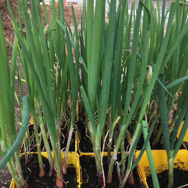 Ciboule rouge Ciboule rouge