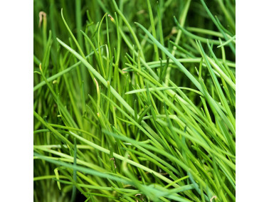 Ciboulette Ciboulette