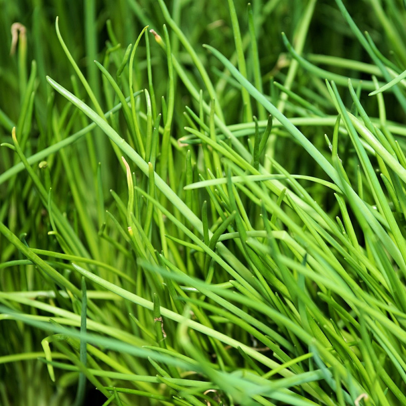 Ciboulette Ciboulette