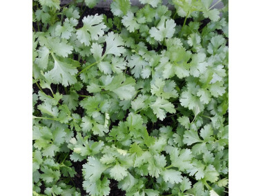 délicieuse feuille de coriandre