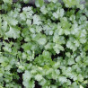 délicieuse feuille de coriandre