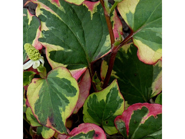 Coriandre des bois panachée en pot: coriandre en pot - Aromatiques