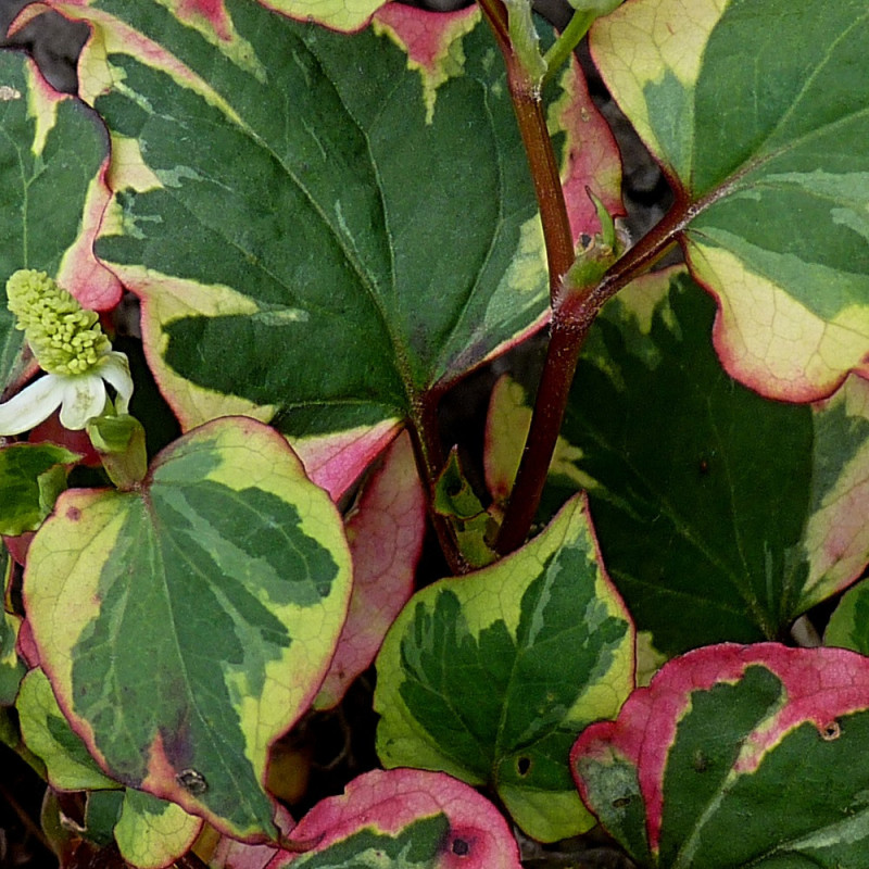 Coriandre des bois panachée en pot: coriandre en pot - Aromatiques