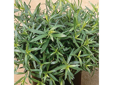 estragon au gout anisé