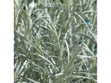 Helichrysum plante à curry Helichrysum plante à curry