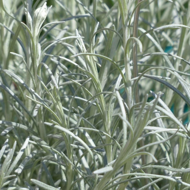 Helichrysum plante à curry Helichrysum plante à curry