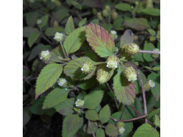 Herbe à sucre des Aztèques