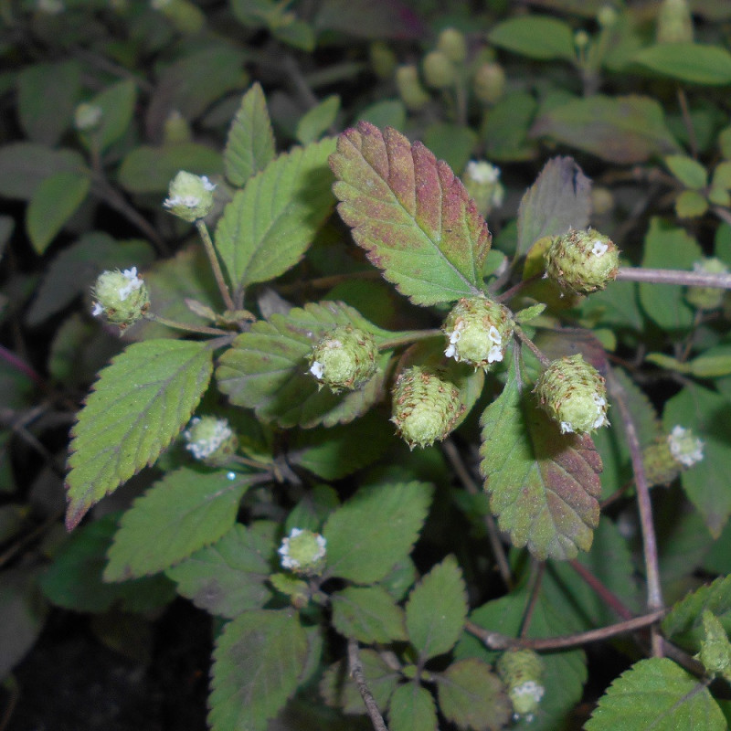 Herbe à sucre des Aztèques