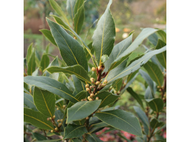 Plant Laurier-sauce en pot : acheter plante aromatique - Aromatiques