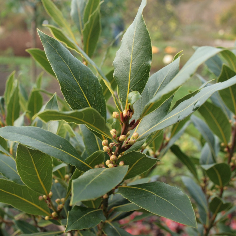 Plant Laurier-sauce en pot : acheter plante aromatique - Aromatiques