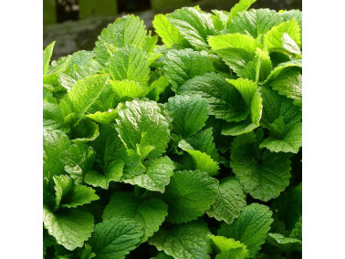 mélisse citronnelle mélisse citronnelle
