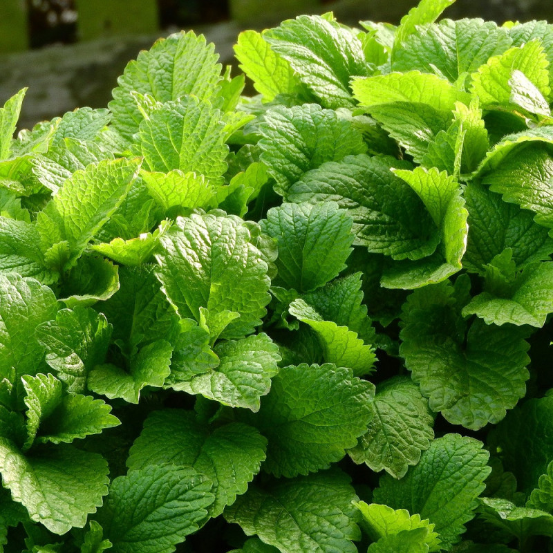 mélisse citronnelle mélisse citronnelle
