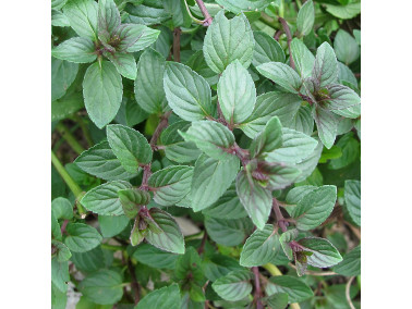 menthe chocolat menthe chocolat