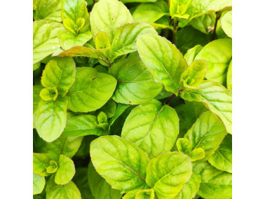 menthe citron menthe citron