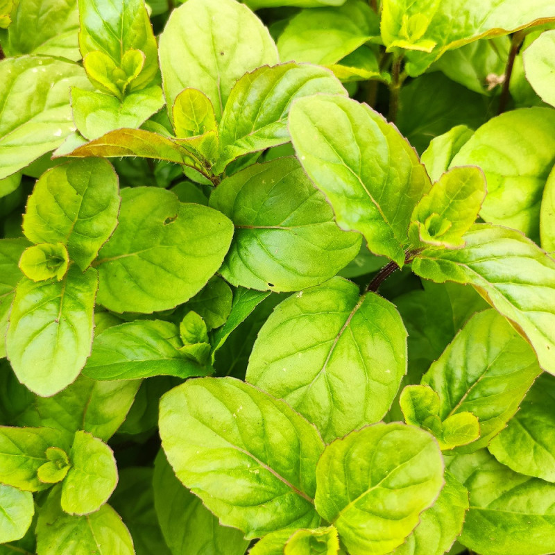 menthe citron menthe citron