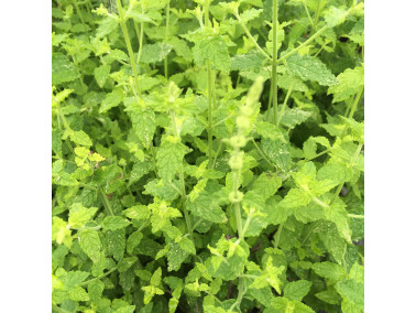 Menthe fraise Menthe fraise