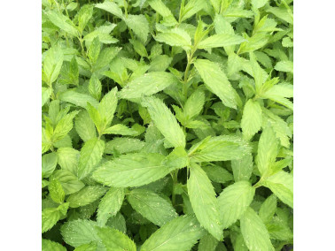 menthe verte hollywood