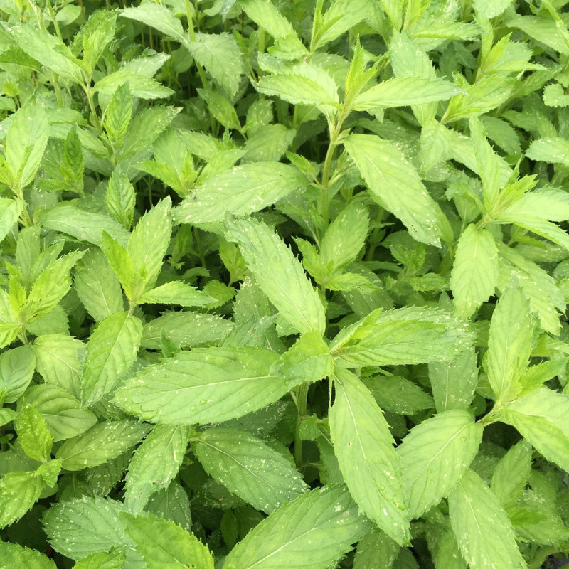 menthe verte hollywood