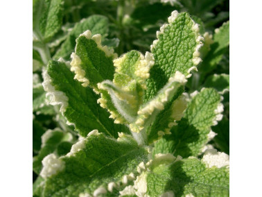 menthe ananas menthe ananas