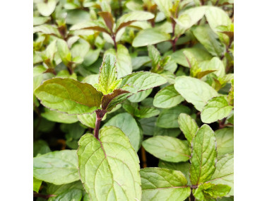 délicieuse menthe poivrée