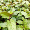 délicieuse menthe poivrée