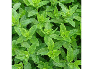 Menthe verte Marocaine à planter : menthe verte en pot - Aromatiques