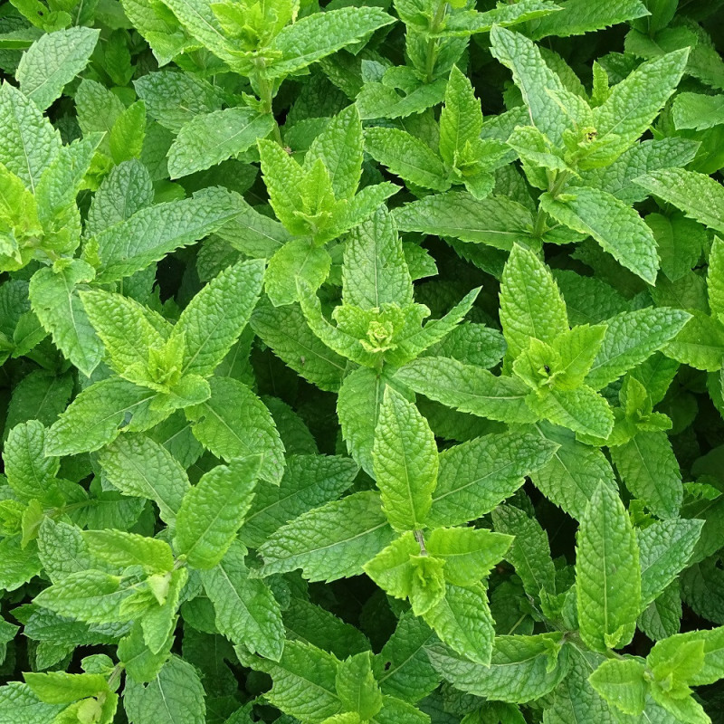 Menthe verte Marocaine à planter : menthe verte en pot - Aromatiques