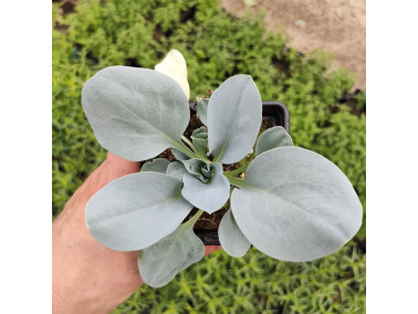 plante huitre mertensia maritima plante huitre mertensia maritima