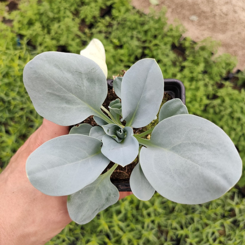 plante huitre mertensia maritima plante huitre mertensia maritima