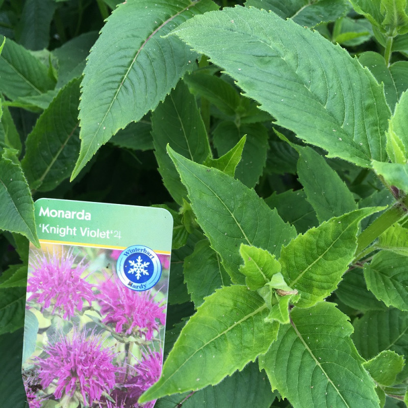 monarde violette monarde violette