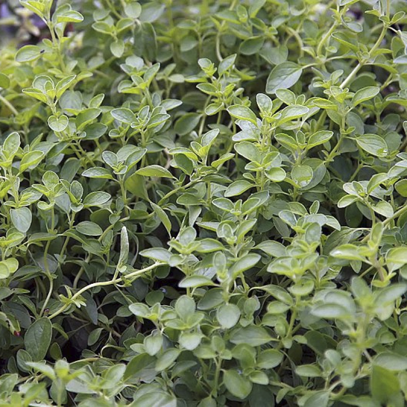 origan commun compact