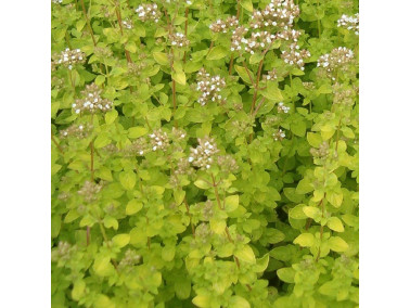 origan à feuillage doré