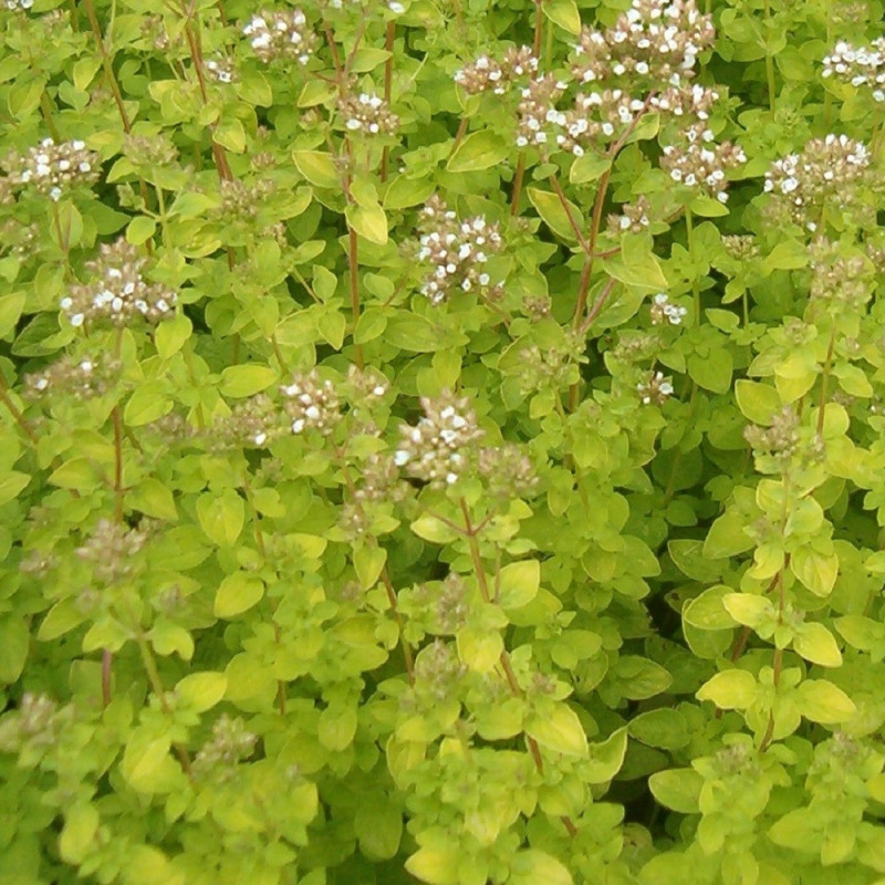 origan à feuillage doré