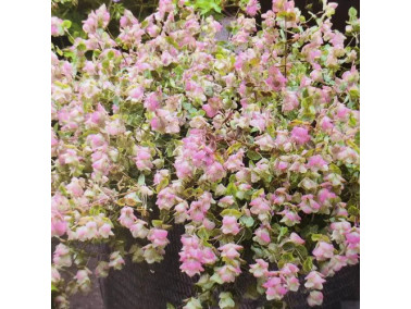 Origan retombant 'Kent Beauty' Origan retombant 'Kent Beauty'