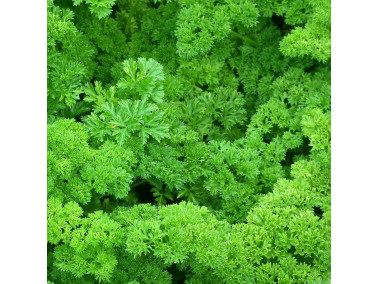 persil frisé persil frisé