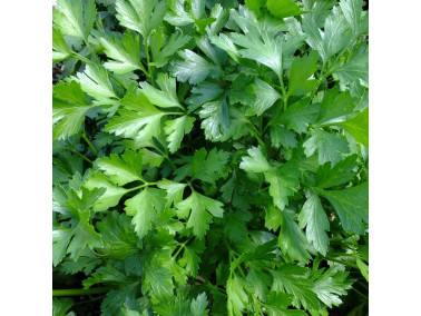 persil commun géant d'Italie