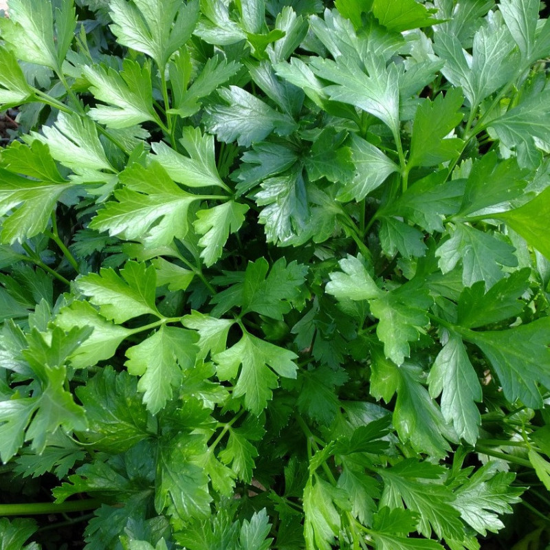 persil commun géant d'Italie