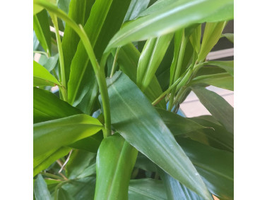 Petit galanga Alpinia officirarum