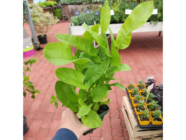 raifort Armoracia rusticana raifort Armoracia rusticana