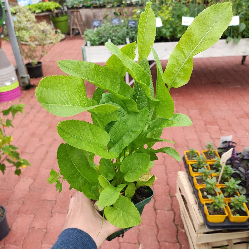 raifort Armoracia rusticana raifort Armoracia rusticana